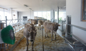 Stallbau