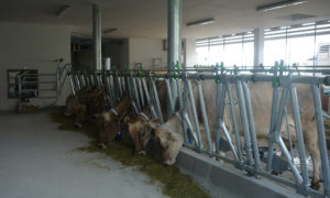 Stallbau